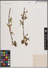 Foto von Salix fragilis L.
